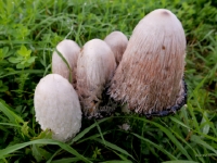 P1013387