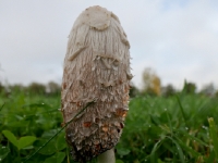 P1013392