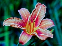 P6150971PS