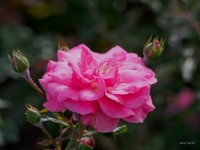 P9221470