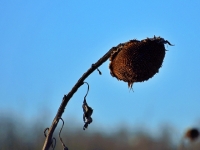 P2061711.3JPG
