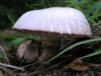 PA150142.1