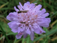 PA180169.3p