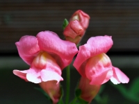 P7313878.1