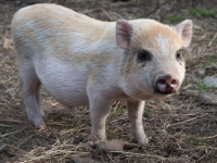 DSC0356.4 : animal, pig