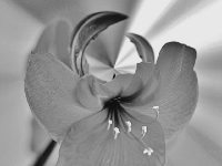 P1184571.2LP