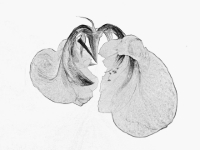 P1184597.2BS-LP2