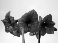 P1234655.2
