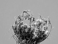 P1244685.2