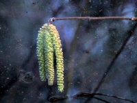 P2044803.1