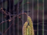 P2044805.1