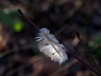 P2044812.1