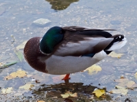 Streifzüge-122381